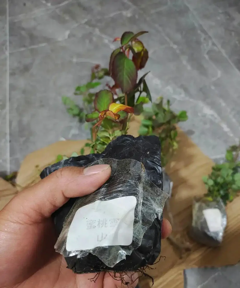 小苗玫瑰開花牆,有6個「秘訣」,開花旺盛,花大色豔,太簡單!