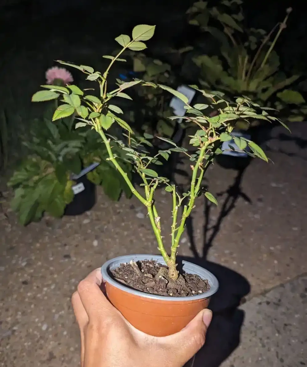 小苗玫瑰開花牆,有6個「秘訣」,開花旺盛,花大色豔,太簡單!