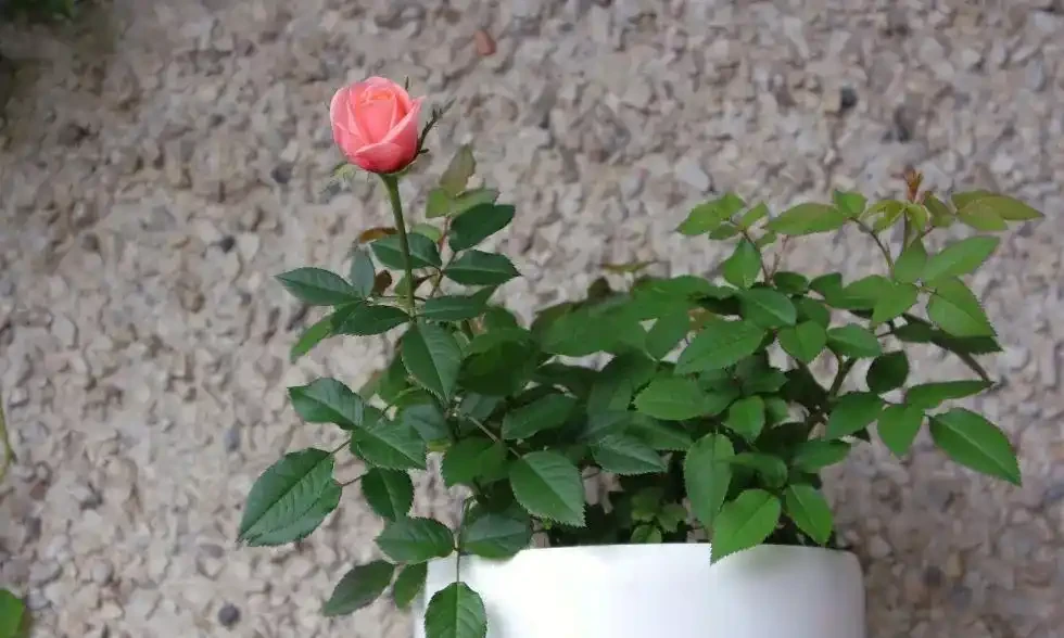 小苗玫瑰開花牆,有6個「秘訣」,開花旺盛,花大色豔,太簡單!