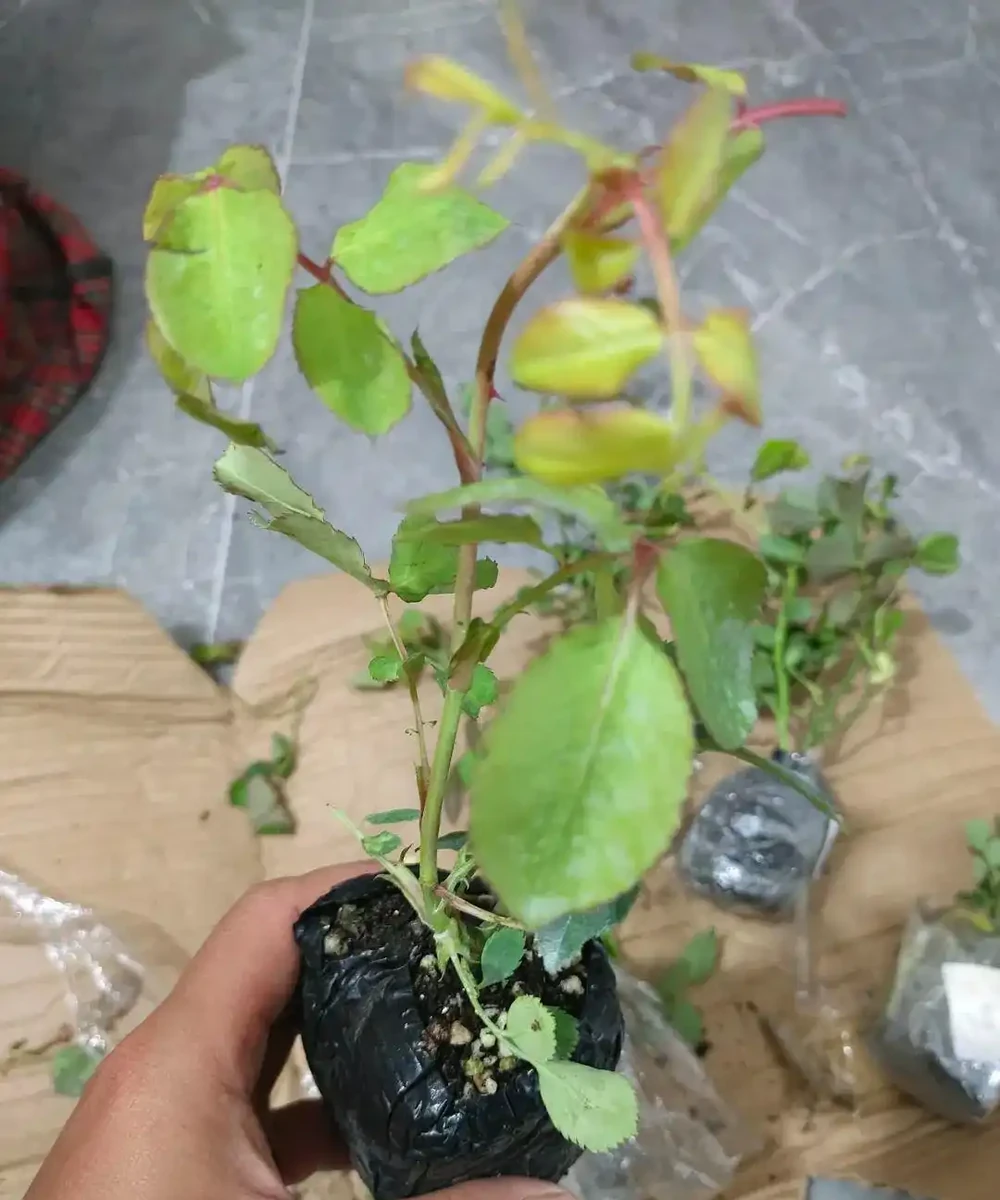 小苗玫瑰開花牆,有6個「秘訣」,開花旺盛,花大色豔,太簡單!
