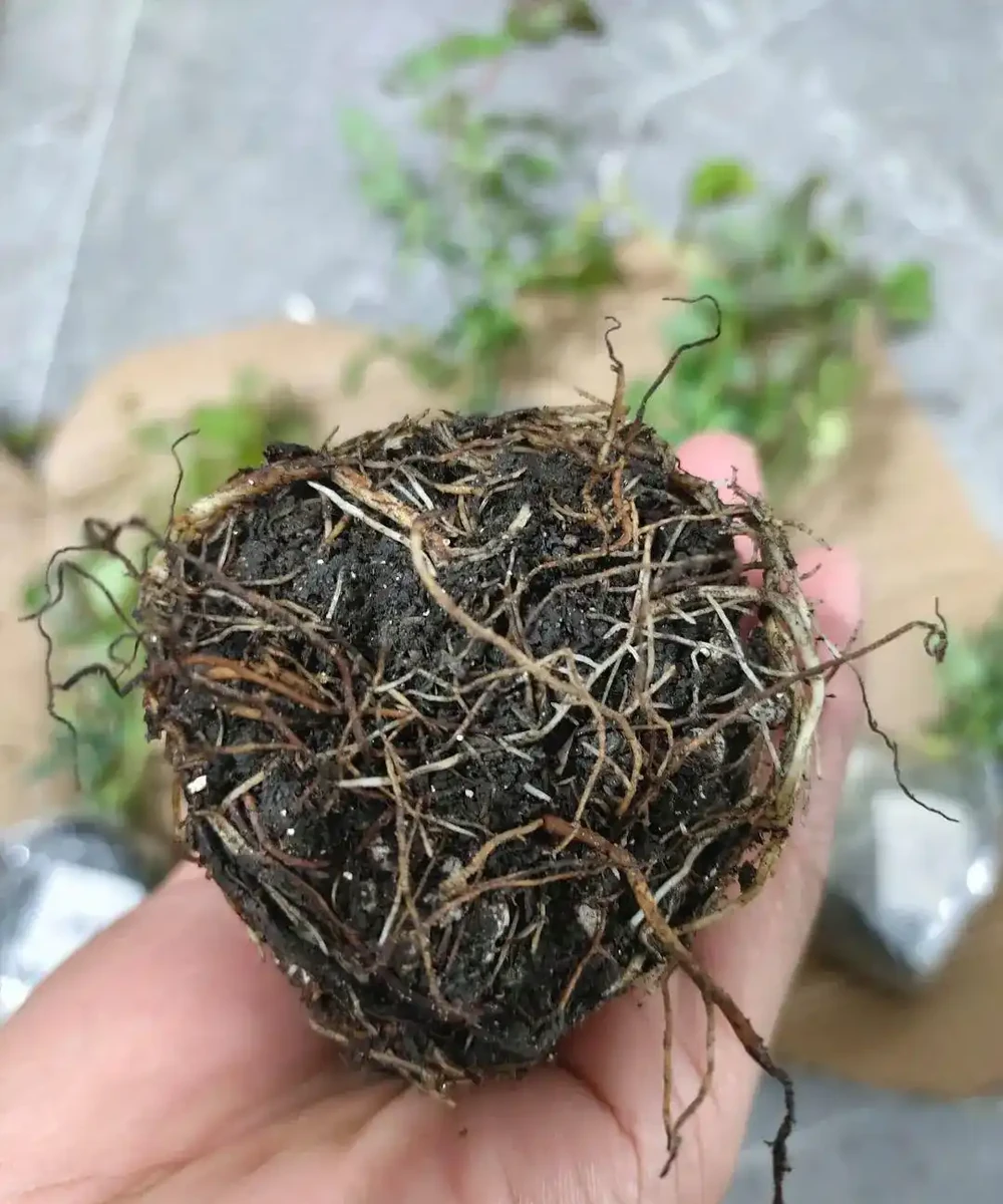 小苗玫瑰開花牆,有6個「秘訣」,開花旺盛,花大色豔,太簡單!