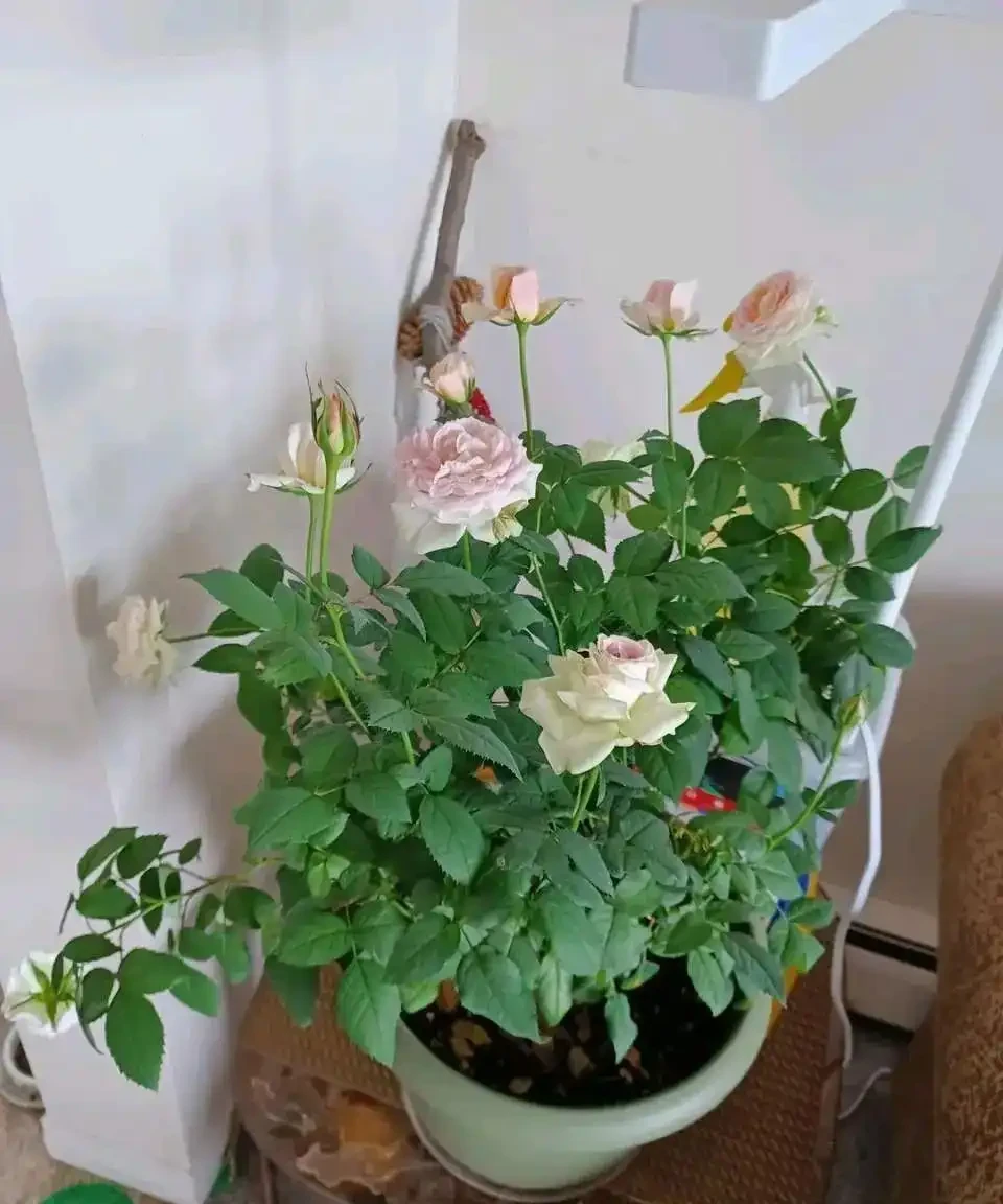 小苗玫瑰開花牆,有6個「秘訣」,開花旺盛,花大色豔,太簡單!
