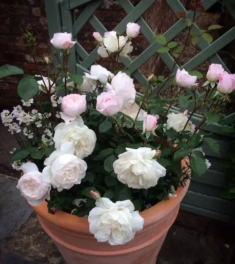 小苗玫瑰開花牆,有6個「秘訣」,開花旺盛,花大色豔,太簡單!