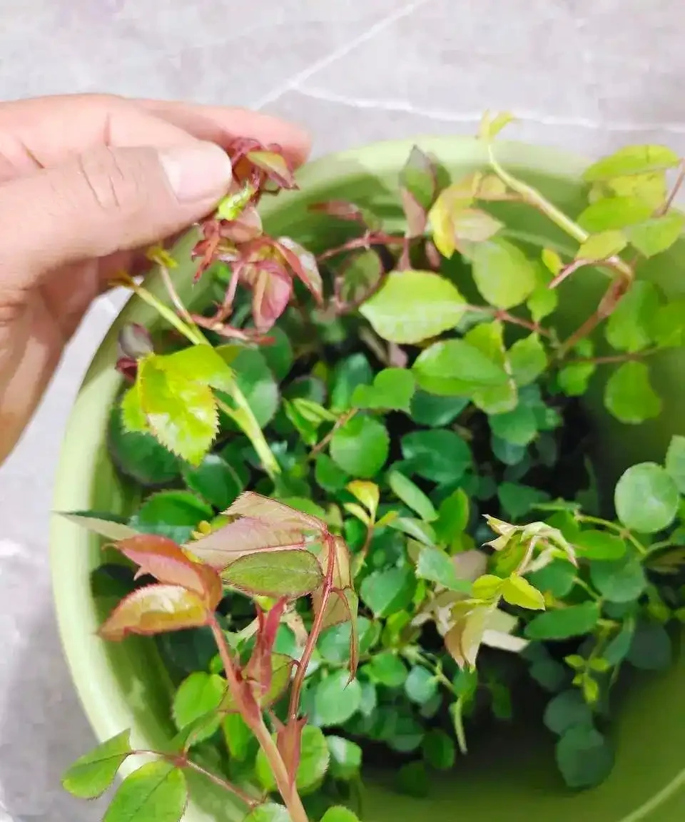 小苗玫瑰開花牆,有6個「秘訣」,開花旺盛,花大色豔,太簡單!