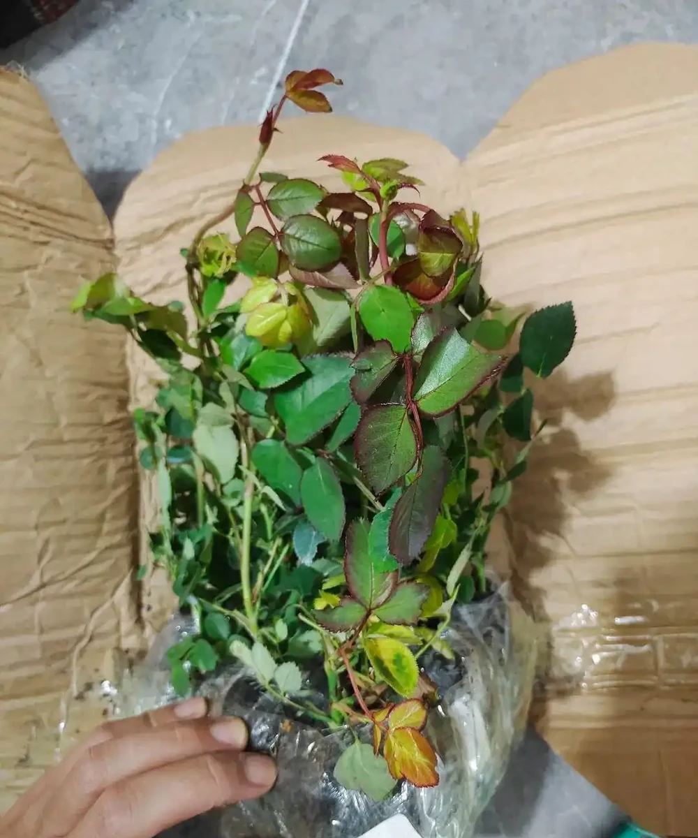小苗玫瑰開花牆,有6個「秘訣」,開花旺盛,花大色豔,太簡單!