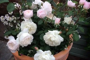 小苗玫瑰開花牆，有6個「秘訣」，開花旺盛，花大色豔，太簡單！