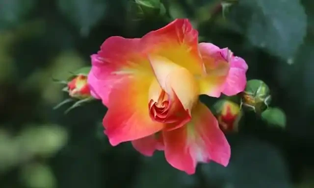 玫瑰怎麼養？盆栽玫瑰花的養殖方法和注意事項