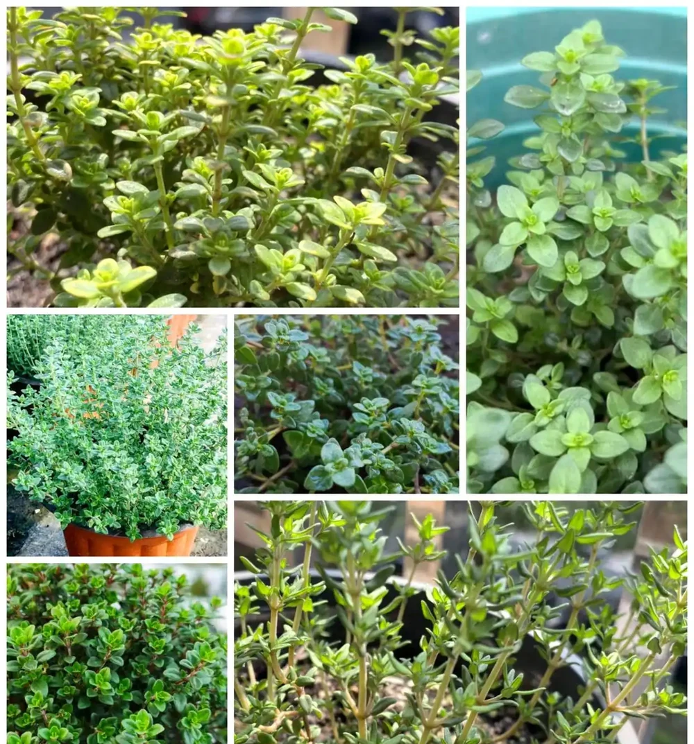 不用等花開,一年四季就能散發香氣,這「8種」植物你認識嗎?