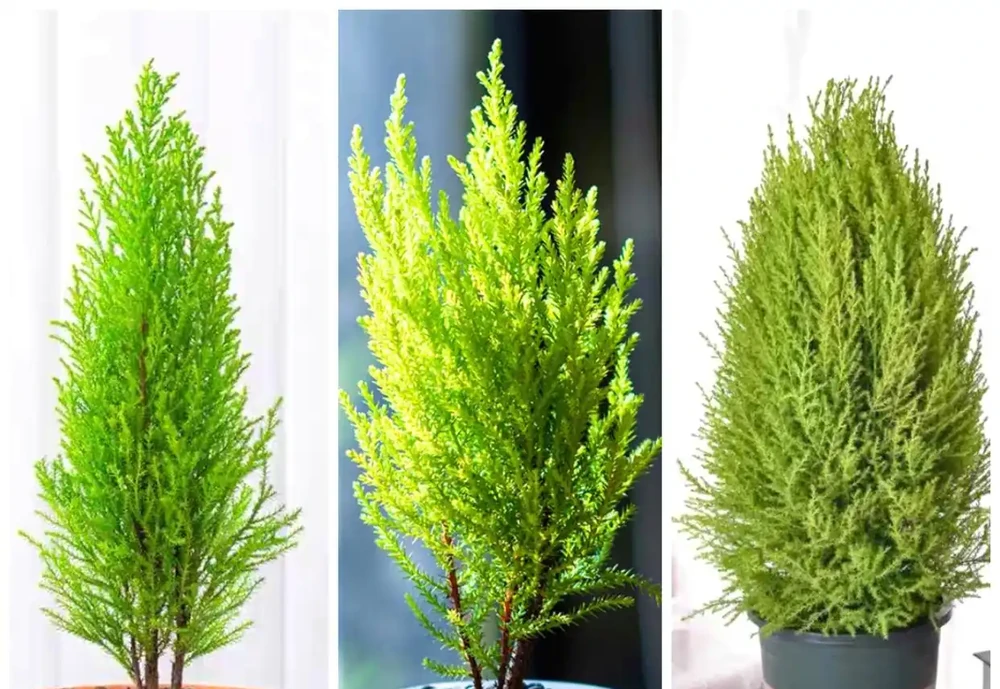 不用等花開,一年四季就能散發香氣,這「8種」植物你認識嗎?