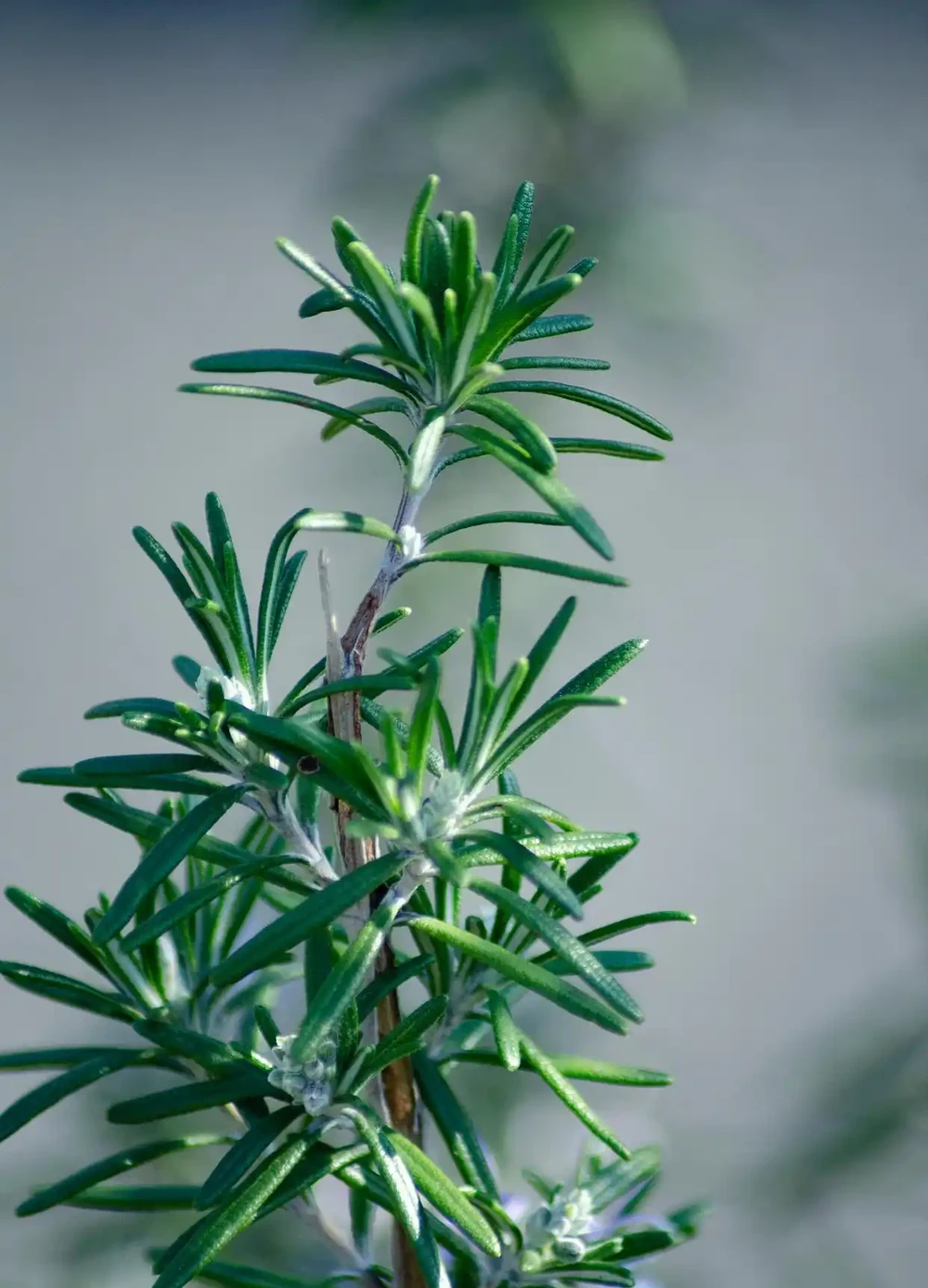 不用等花開,一年四季就能散發香氣,這「8種」植物你認識嗎?
