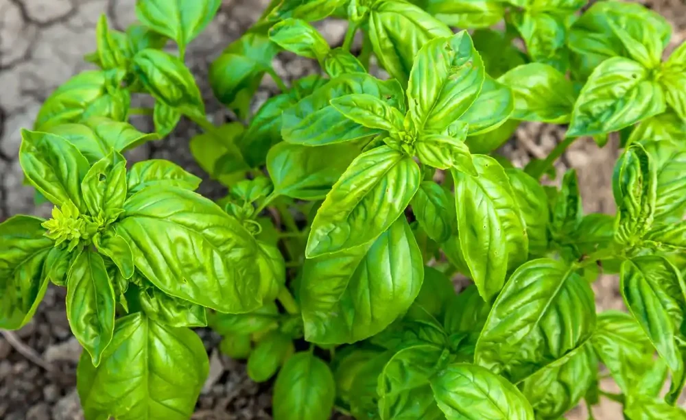 不用等花開,一年四季就能散發香氣,這「8種」植物你認識嗎?