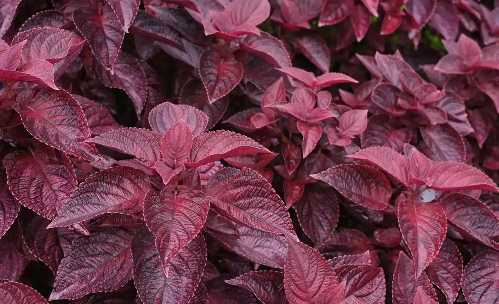 不用等花開,一年四季就能散發香氣,這「8種」植物你認識嗎?