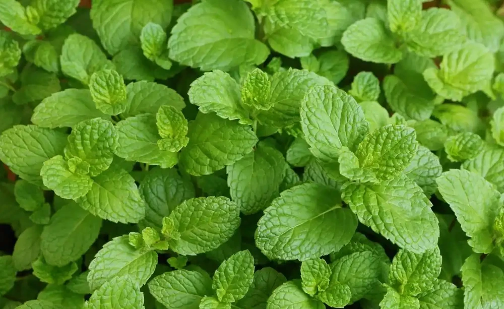不用等花開,一年四季就能散發香氣,這「8種」植物你認識嗎?