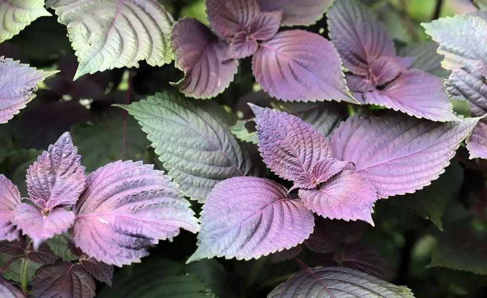 不用等花開,一年四季就能散發香氣,這「8種」植物你認識嗎?
