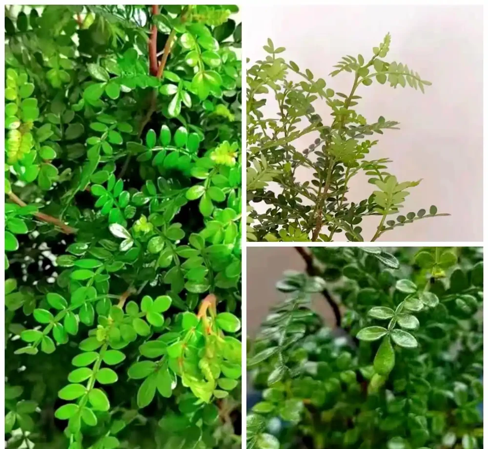 胡椒木