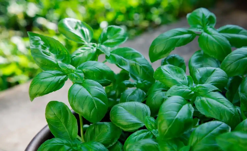 不用等花開,一年四季就能散發香氣,這「8種」植物你認識嗎?