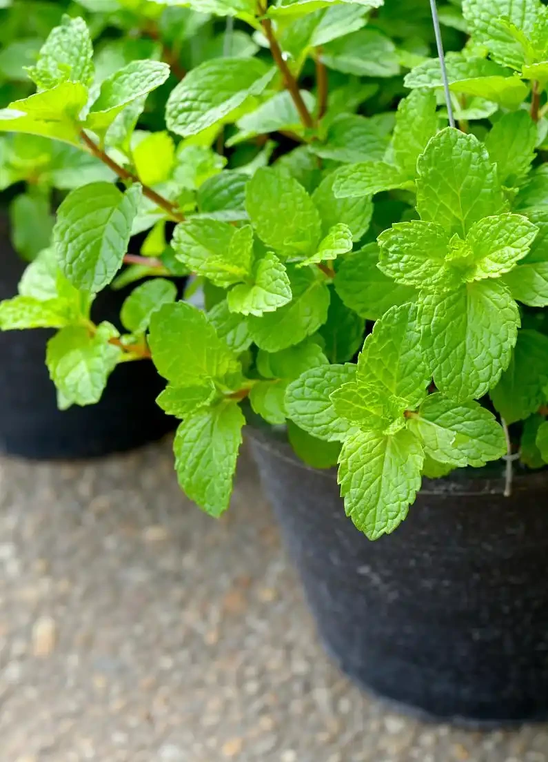 不用等花開,一年四季就能散發香氣,這「8種」植物你認識嗎?