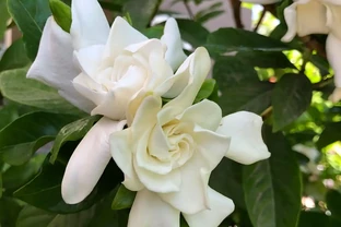 不用等花開，一年四季就能散發香氣，這「8種」植物你認識嗎？