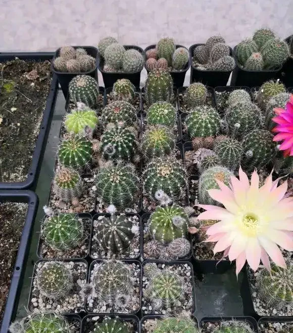 折騰不死的仙人掌球,露天養護,靠著雨水就能開花,超好養!