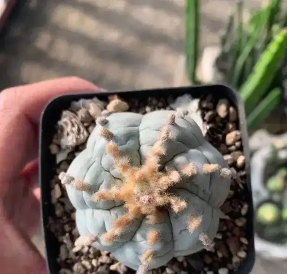 折騰不死的仙人掌球,露天養護,靠著雨水就能開花,超好養!
