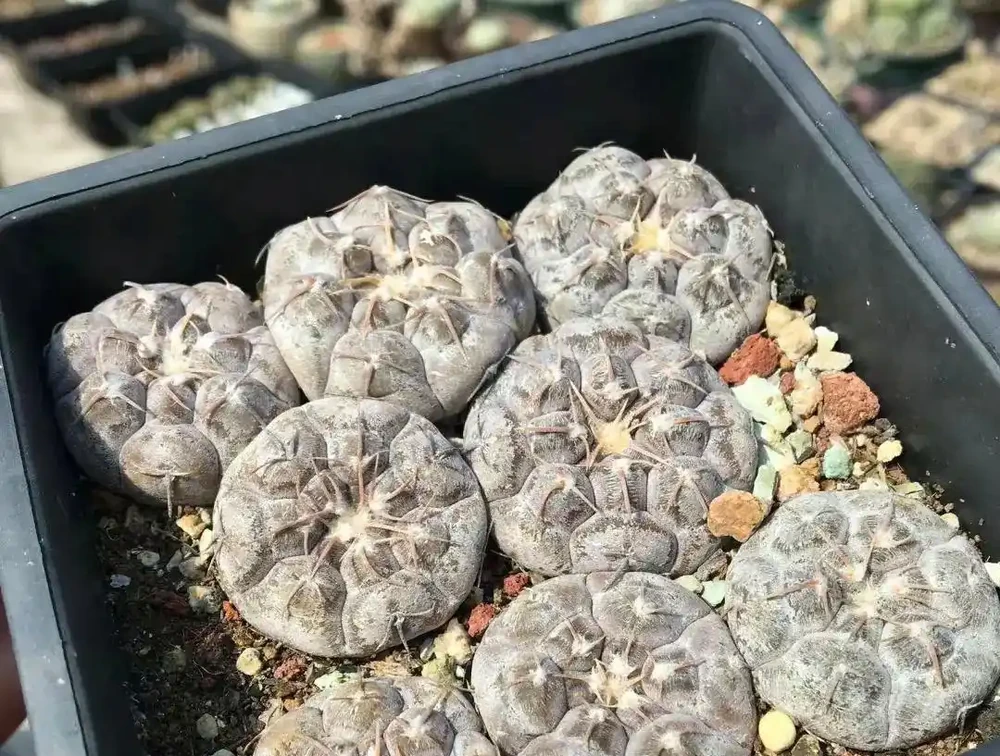 折騰不死的仙人掌球,露天養護,靠著雨水就能開花,超好養!