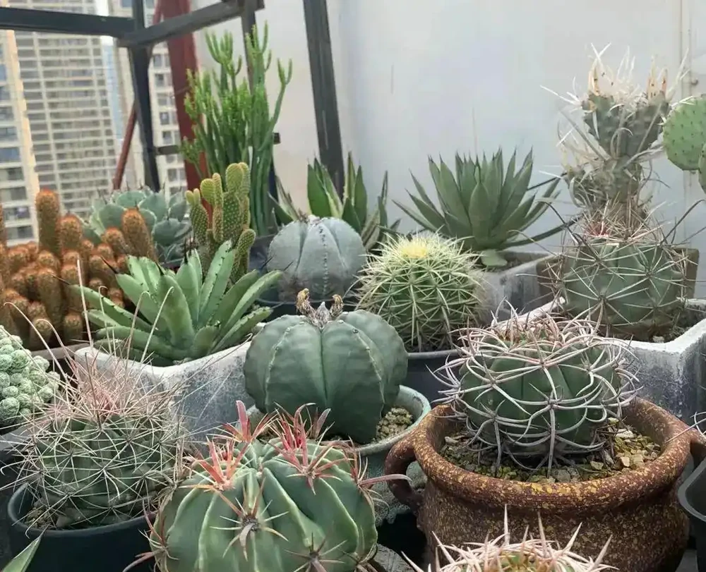 折騰不死的仙人掌球,露天養護,靠著雨水就能開花,超好養!