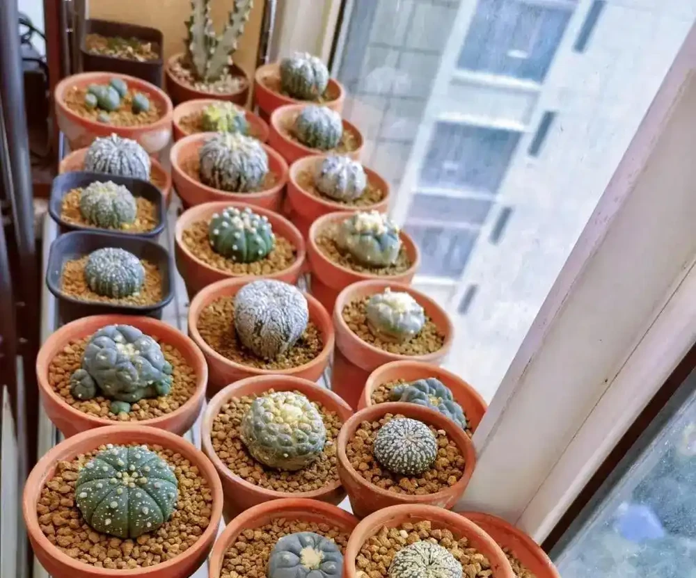 折騰不死的仙人掌球,露天養護,靠著雨水就能開花,超好養!