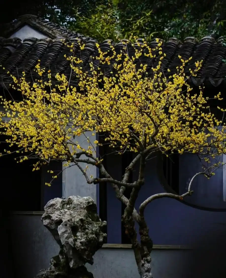 因「開花太夢幻」走紅的10種樹,詩畫意境十足,太驚豔了