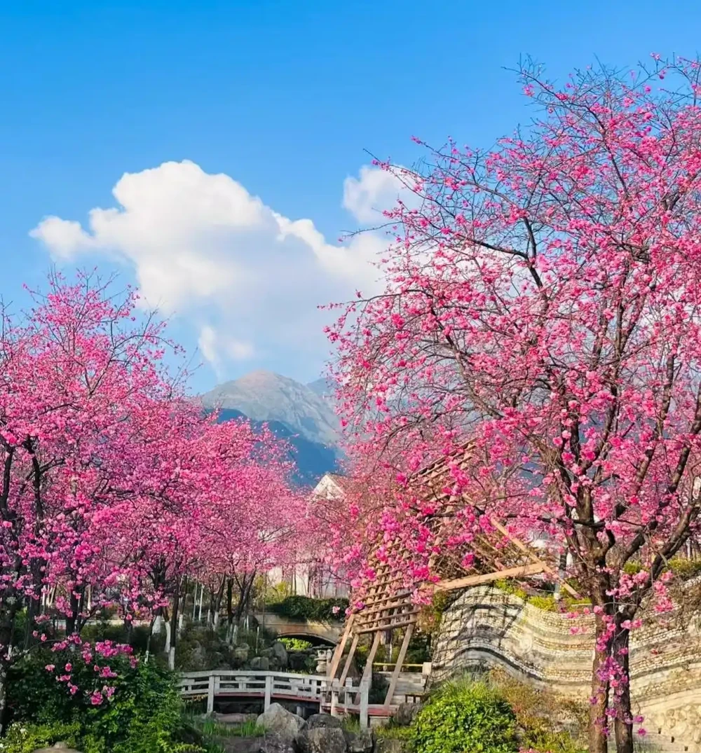 因「開花太夢幻」走紅的10種樹,詩畫意境十足,太驚豔了