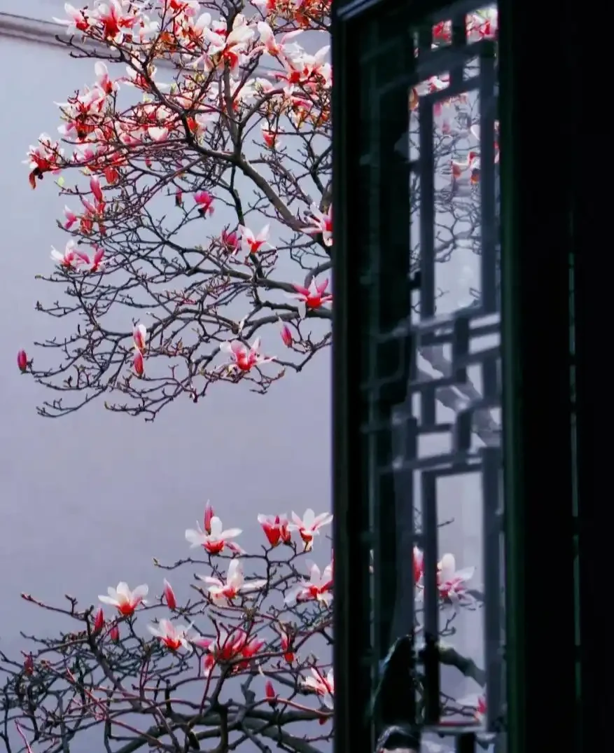 因「開花太夢幻」走紅的10種樹,詩畫意境十足,太驚豔了
