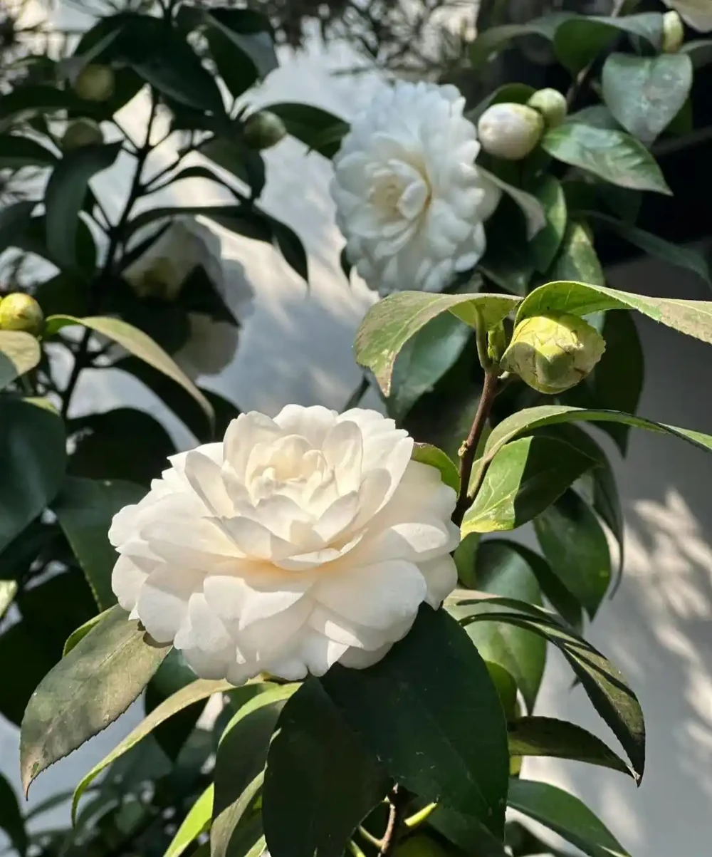 因「開花太夢幻」走紅的10種樹,詩畫意境十足,太驚豔了