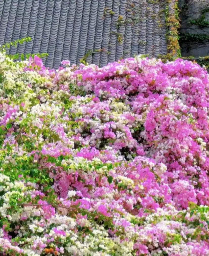 因「開花太夢幻」走紅的10種樹,詩畫意境十足,太驚豔了