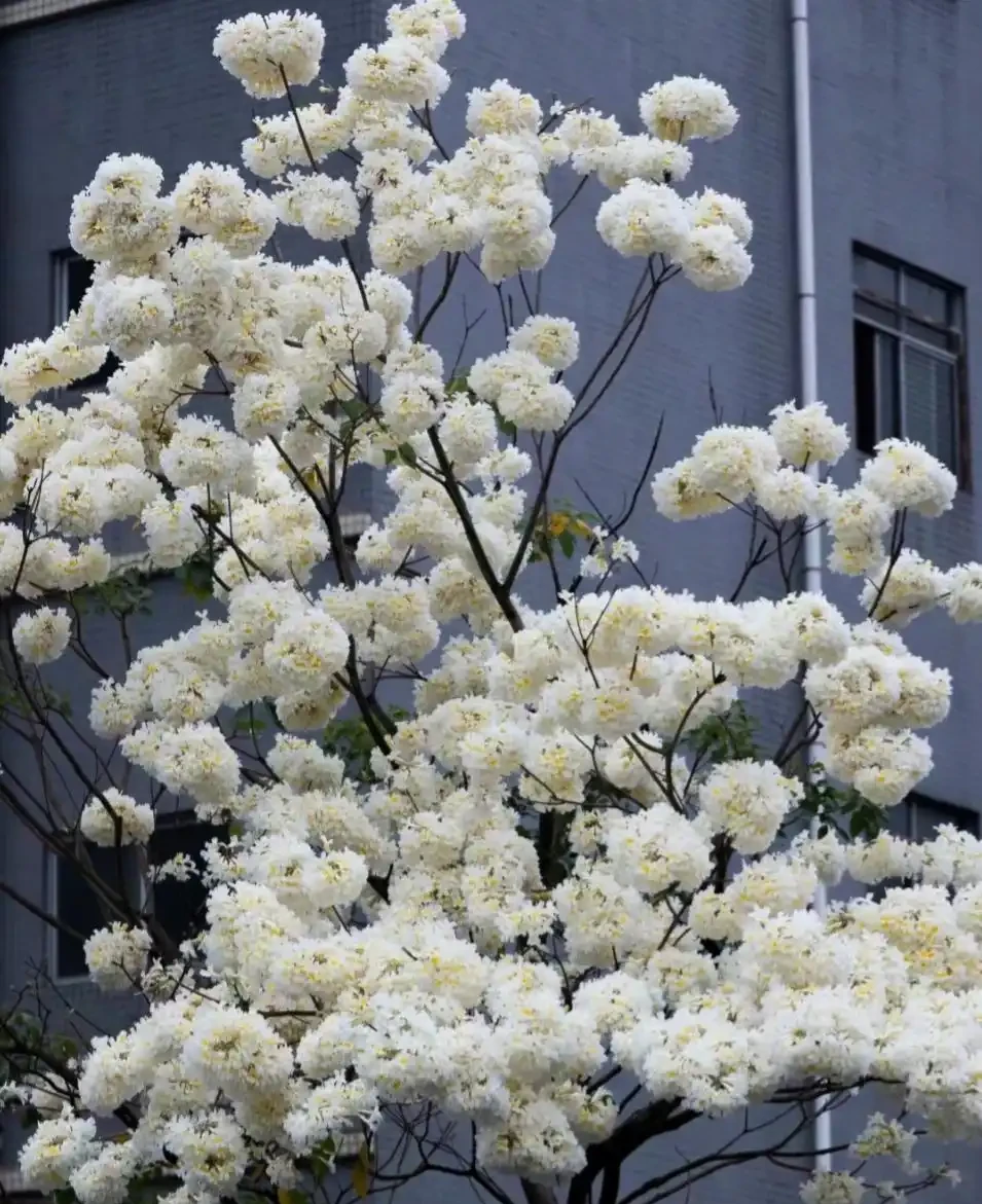 因「開花太夢幻」走紅的10種樹,詩畫意境十足,太驚豔了