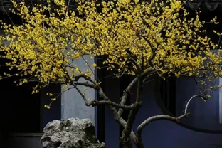 因「開花太夢幻」走紅的10種樹，詩畫意境十足，太驚豔了