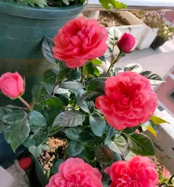 玫瑰花吃肥很重，大膽去補肥，以磷鉀肥為主，促進開花量