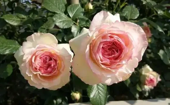 玫瑰花吃肥很重，大膽去補肥，以磷鉀肥為主，促進開花量
