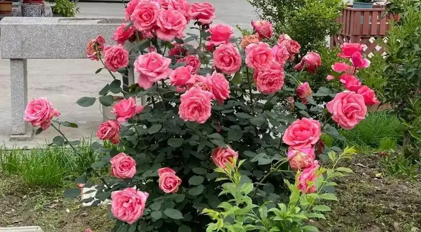 玫瑰花吃肥很重，大膽去補肥，以磷鉀肥為主，促進開花量