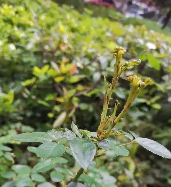 玫瑰花吃肥很重，大膽去補肥，以磷鉀肥為主，促進開花量