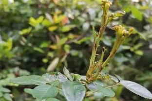 玫瑰花吃肥很重，大膽去補肥，以磷鉀肥為主，促進開花量