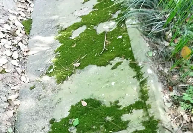 微型盆景苔蘚鋪面的選擇