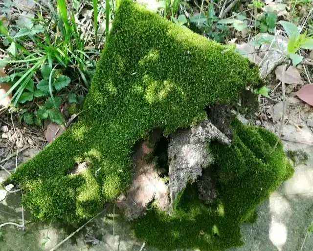 微型盆景苔蘚鋪面的選擇