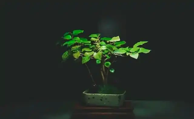 微型盆景苔蘚鋪面的選擇