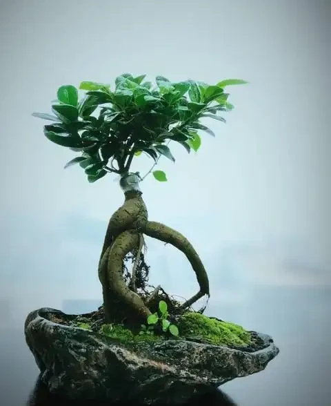 微型盆景苔蘚鋪面的選擇