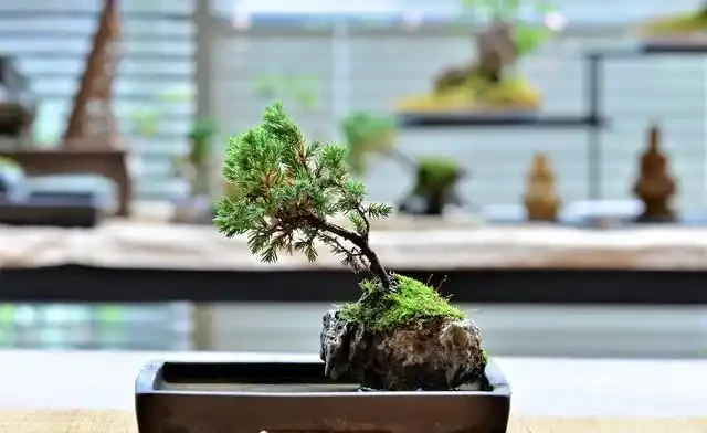 微型盆景苔蘚鋪面的選擇