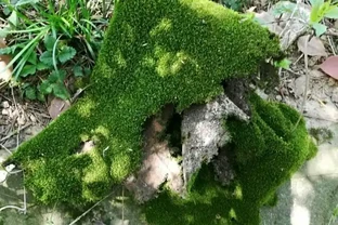 微型盆景苔蘚鋪面的選擇