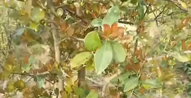 除了人工接木,金彈子的雌雄同株是如何形成的,你還會選擇嗎