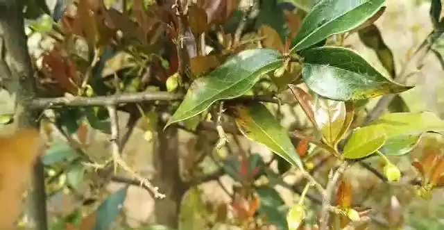 除了人工接木,金彈子的雌雄同株是如何形成的,你還會選擇嗎