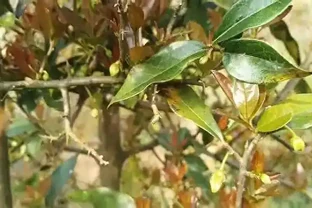 除了人工接木，金彈子的雌雄同株是如何形成的，你還會選擇嗎