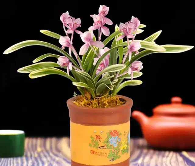 開花「很勤奮」的蘭花,每年開花4、5次,整體能開小半年