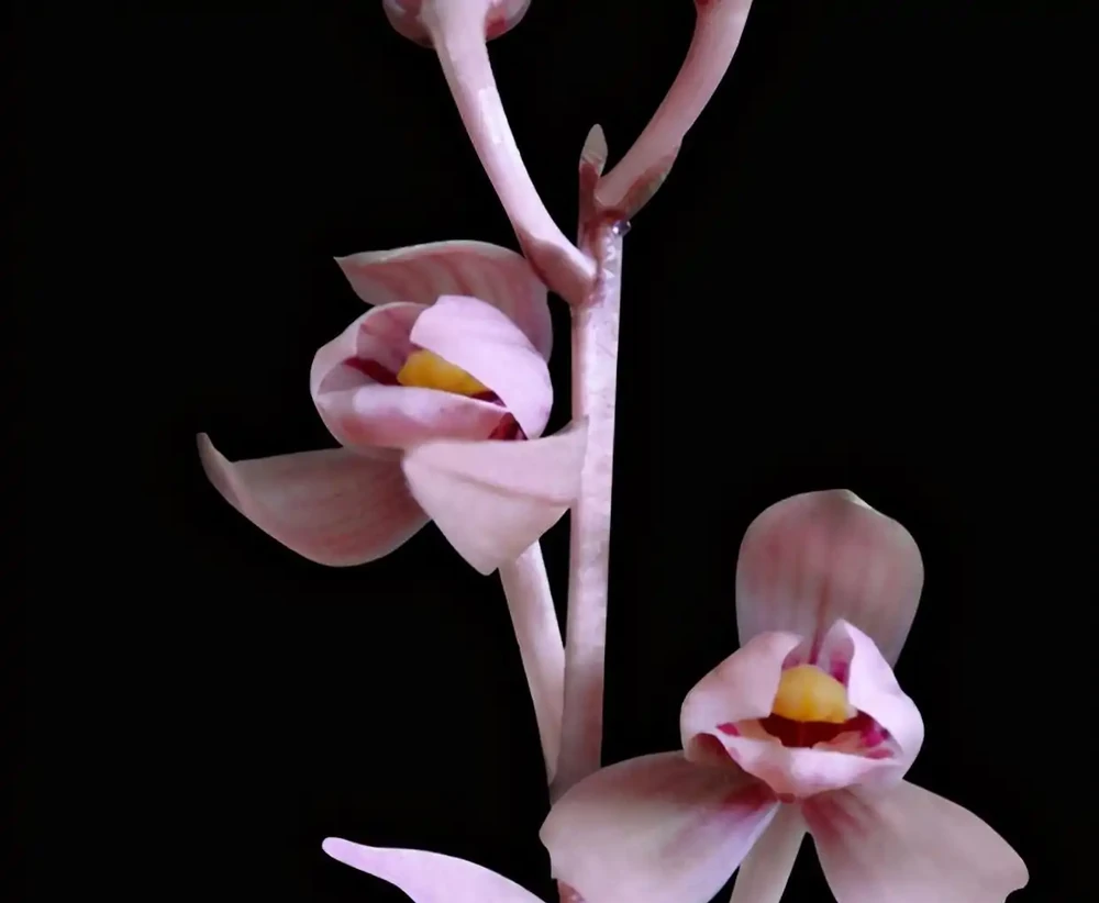 開花「很勤奮」的蘭花,每年開花4、5次,整體能開小半年